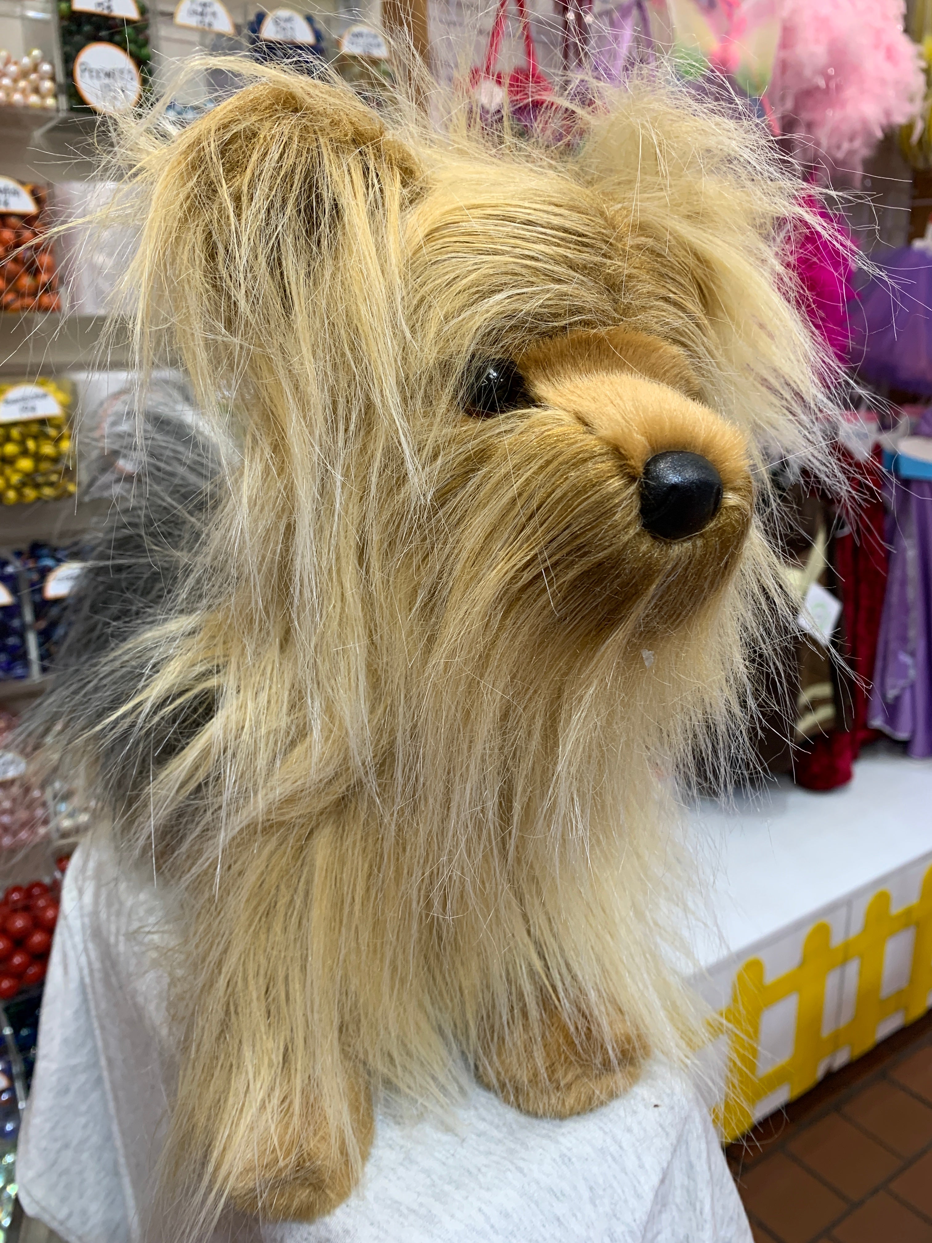 Yorkie fashion teddy